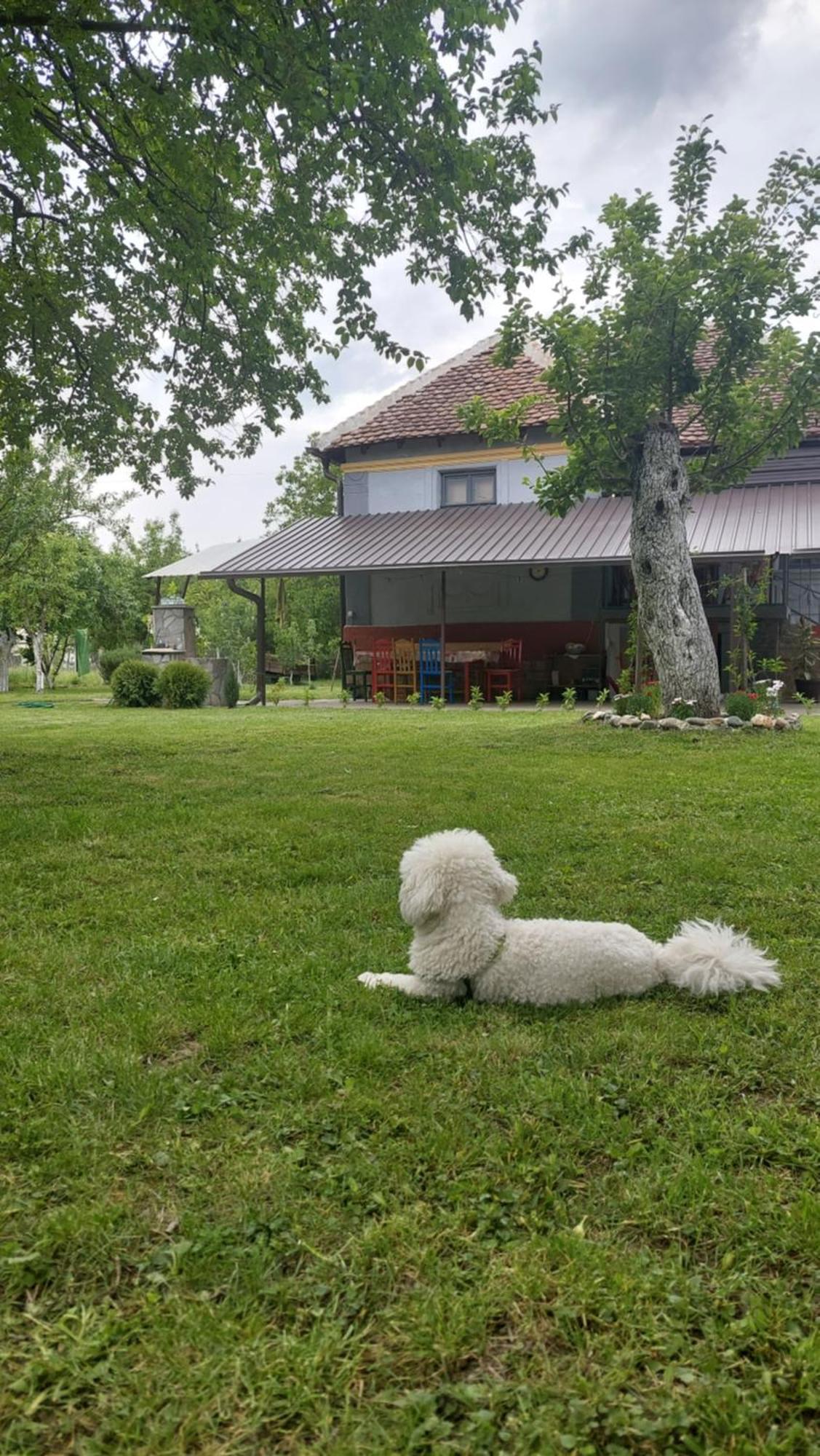 Apartmani Petkovic 226 Velika Drenova Екстериор снимка